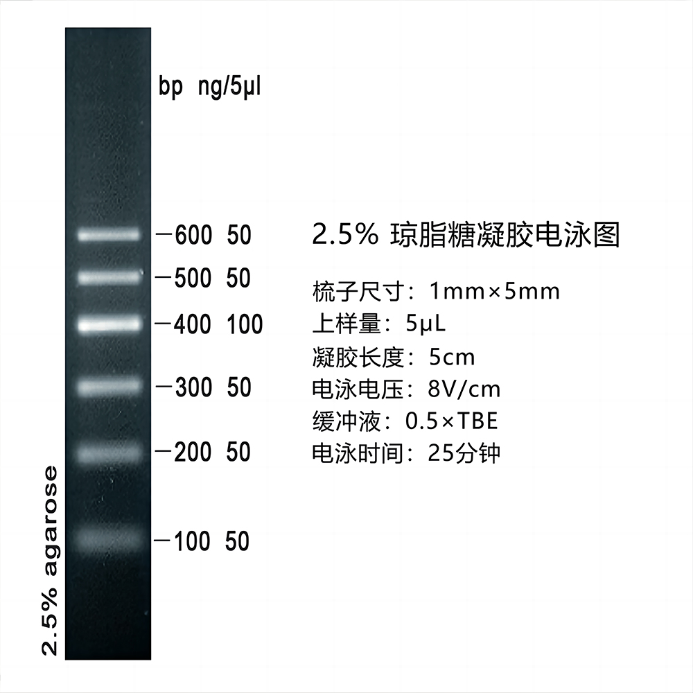DNA Marker I(100～600bp)图片