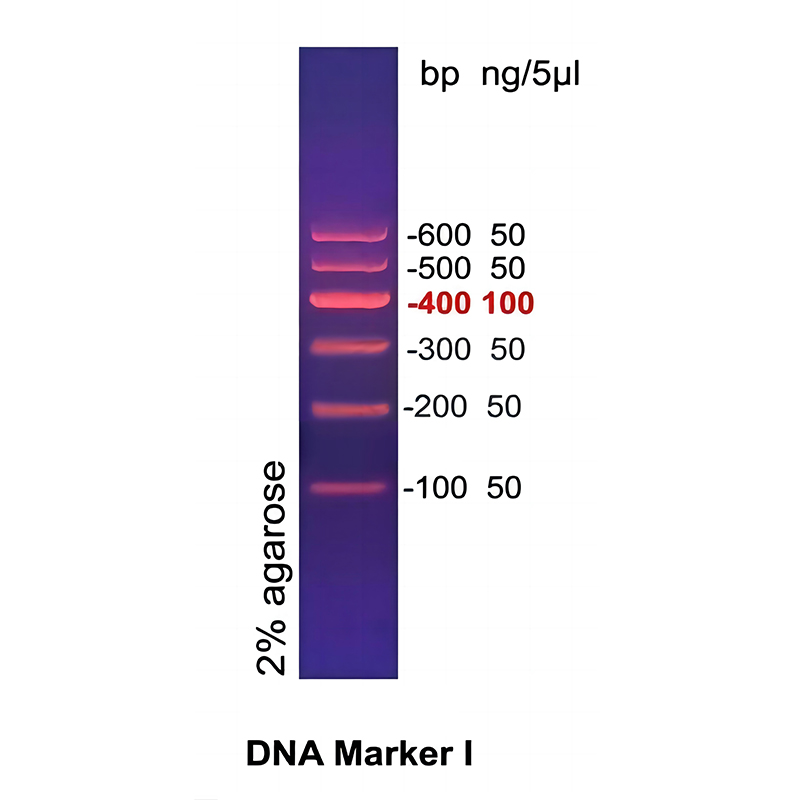 DNA Marker I(100～600bp)
