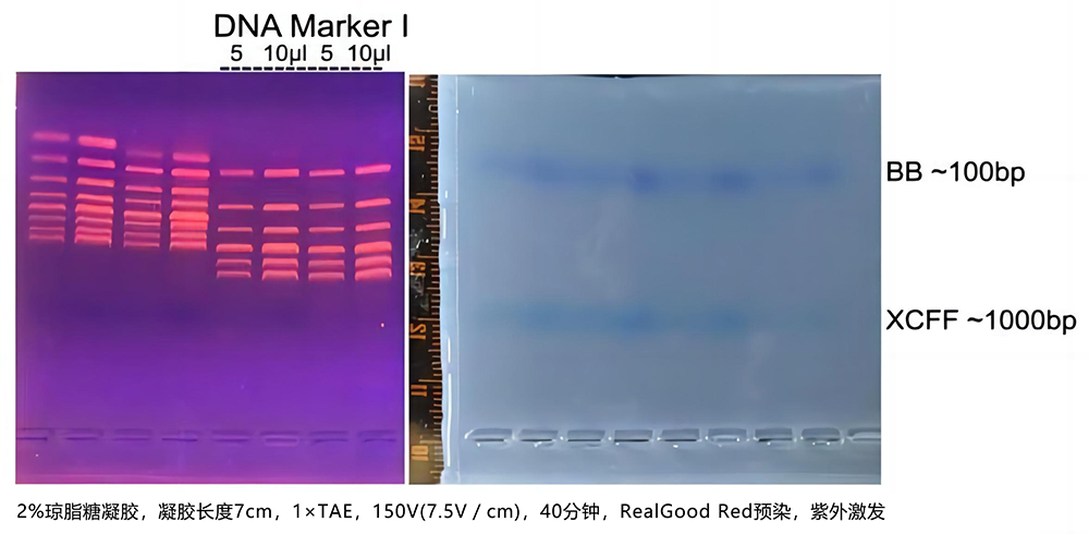 DNA Marker I(100～600bp)