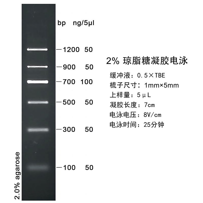 DNA Marker II(100～1200bp)图片