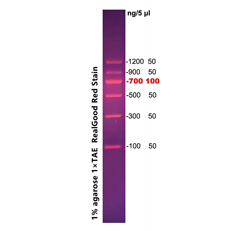 DNA Marker II(100～1200bp)