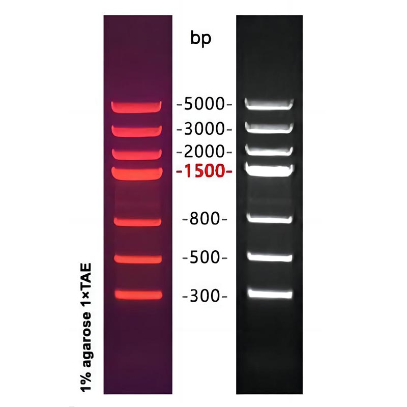 DNA Marker III(300～5000bp)