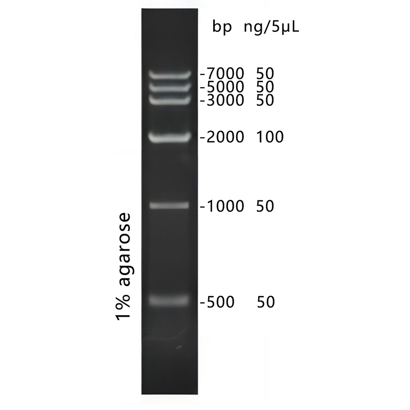 DNA Marker IV(500～7000bp)