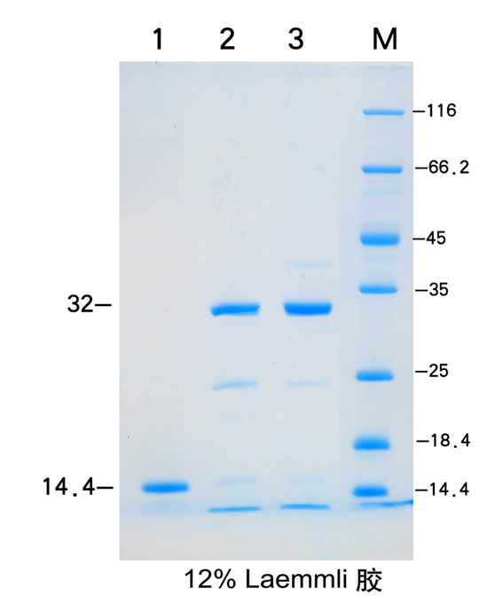 单条带蛋白Marker(14.4kD)