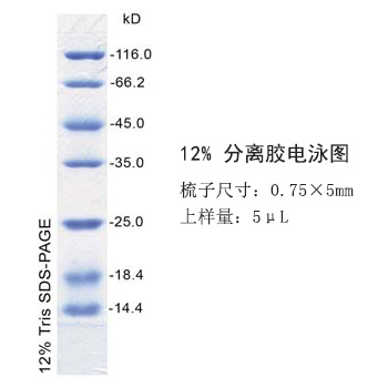 蛋白Marker(14.4～116kD)