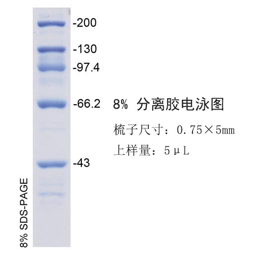 高分子量蛋白Marker(43～200kD)