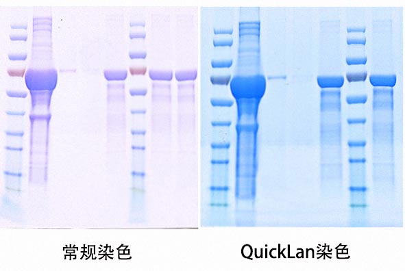 QuickLan蛋白染色液