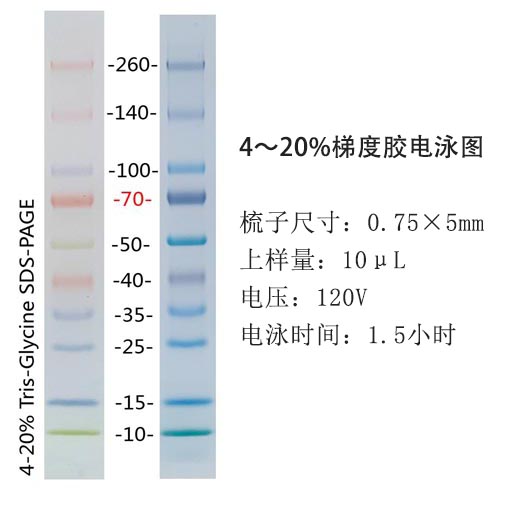 彩色预染宽分子量蛋白Marker(10～260kD)