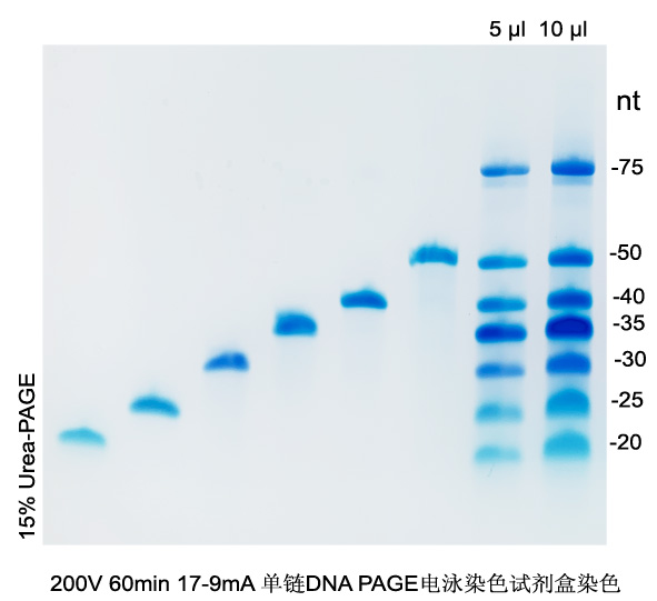 DNA Marker(25-75nt)