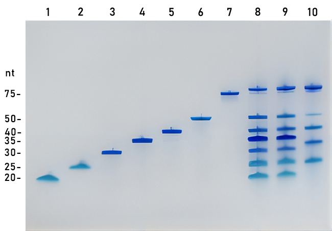单链DNA Ladder(20～75nt)