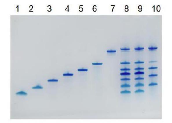 单链DNA PAGE电泳染色试剂盒