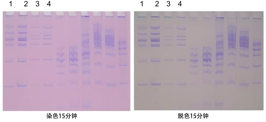 核酸PAGE电泳染色试剂盒