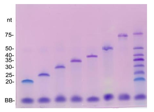 核酸PAGE电泳染色试剂盒