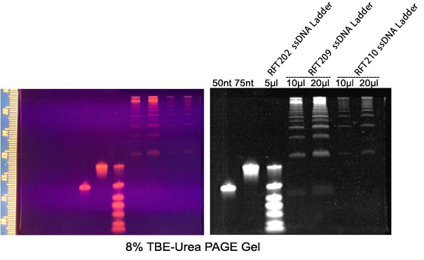 DNA Ladder(50600nt)