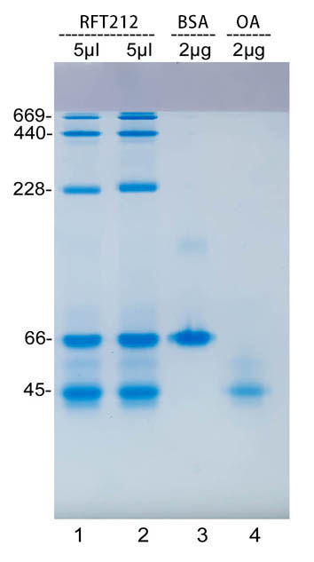 非变性电泳蛋白Marker(45～669kD)