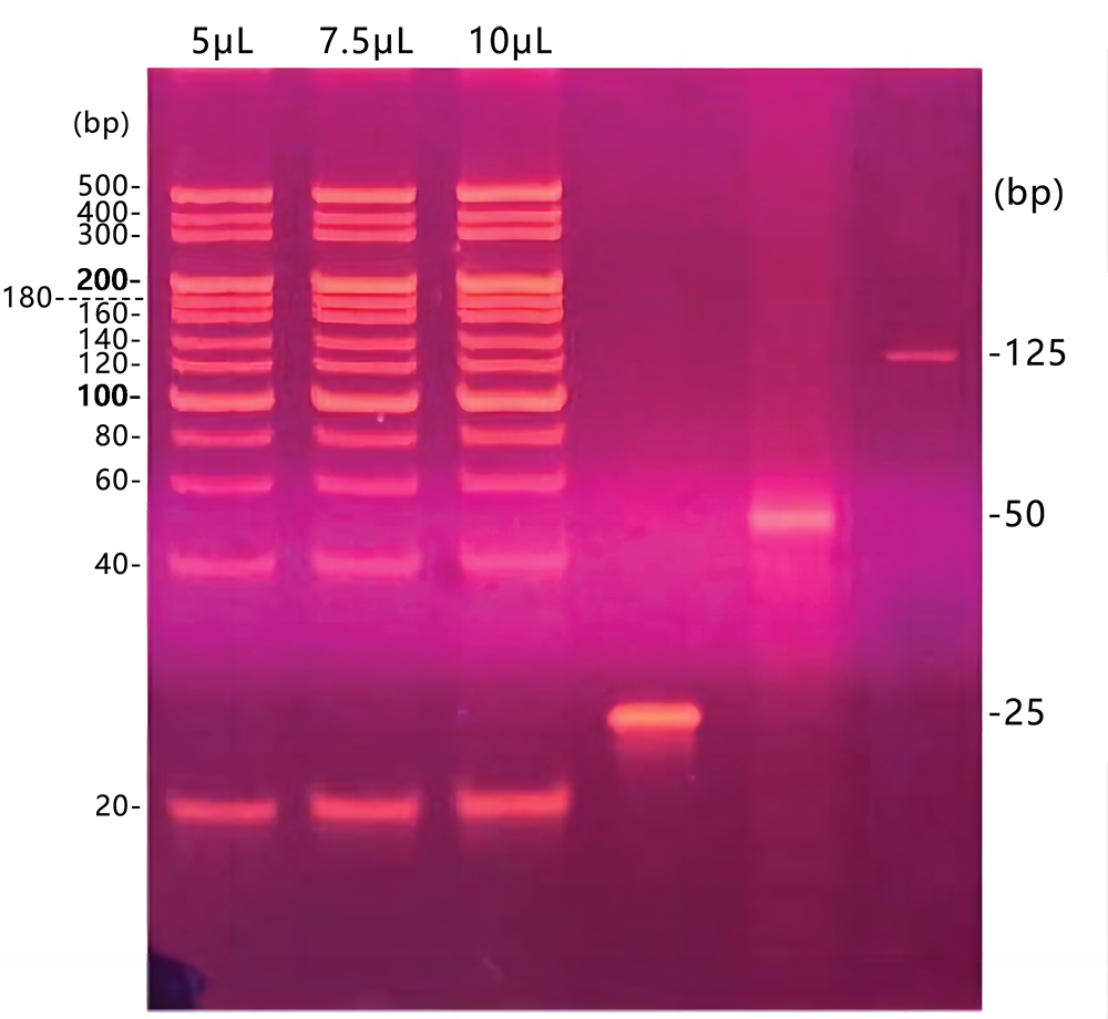 20bp DNA ladder(20～500bp)图片