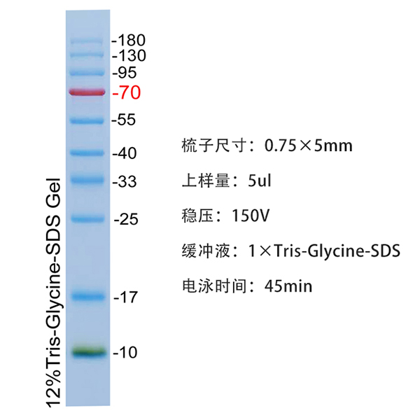 三色预染蛋白Marker(10～180kD)