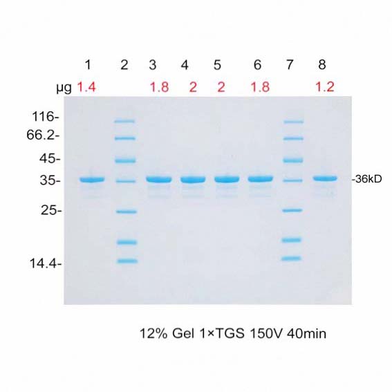 单条带蛋白Marker(36kD)