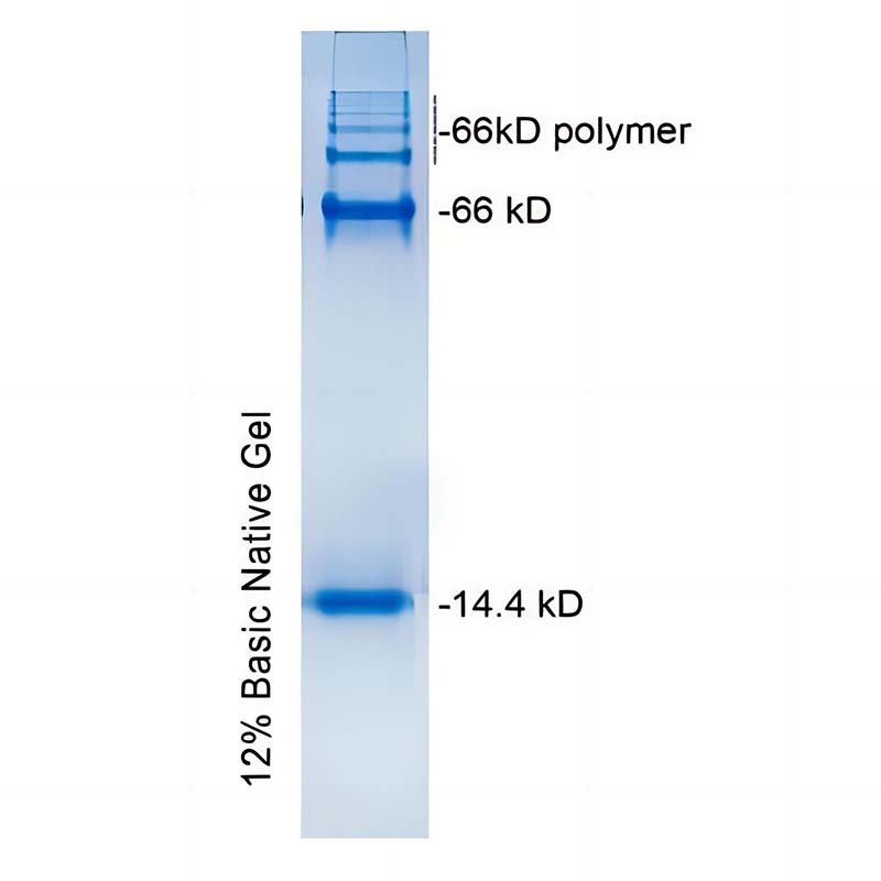 非变性碱性蛋白Marker(14.4kD和66kD)