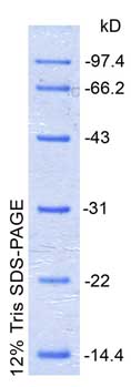 低分子量蛋白质Marker(14.4～97.4kD)