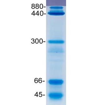 非变性电泳蛋白Marker(45～880kD)图片