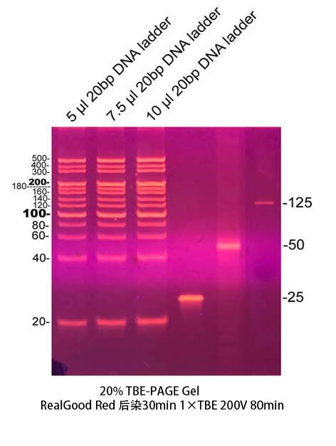 20bp DNA ladder(20～500bp)
