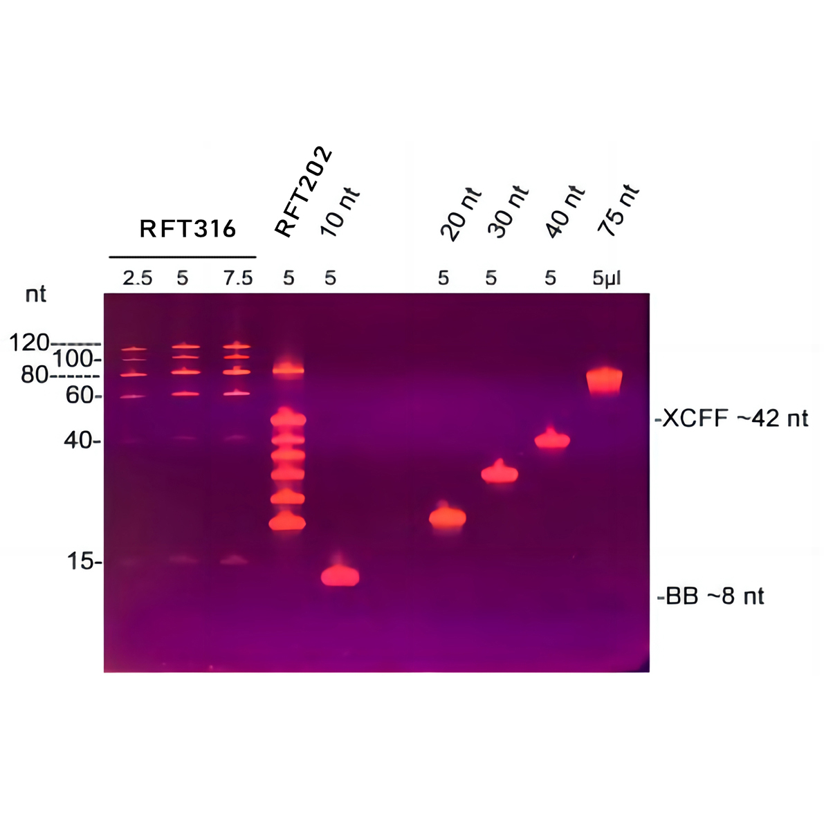 单链DNA Ladder(15～120nt)图片