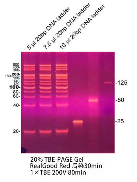 非变性PAGE DNA电泳试剂盒