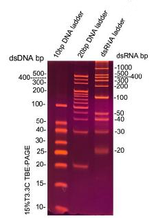 双链RNA Marker