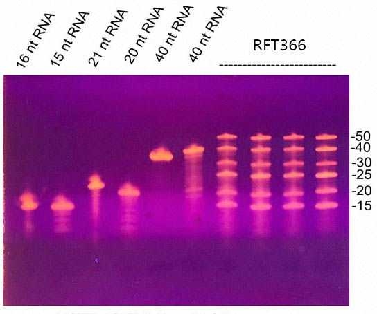 RNA Ladder(15～50nt)