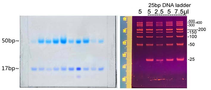 25bp DNA Ladder(25～500bp)