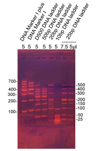 25bp DNA Ladder(25～500bp)
