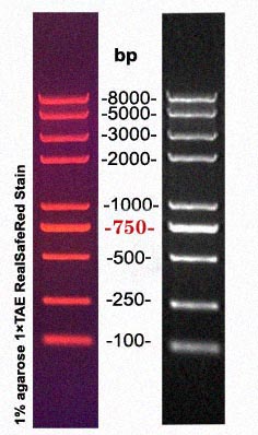 D8000 DNA Ladder(100bp～8kb)
