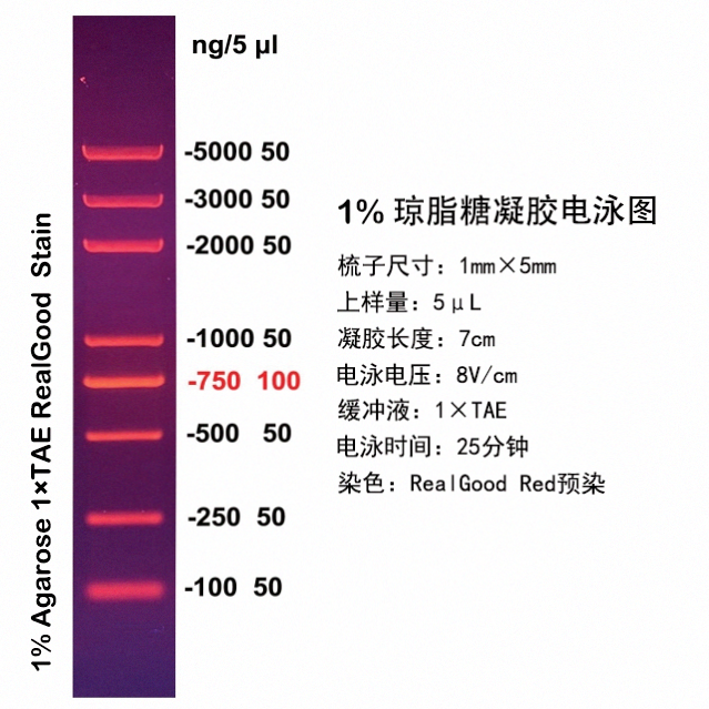 D2000 plus DNA Ladder(100bp～5kb)