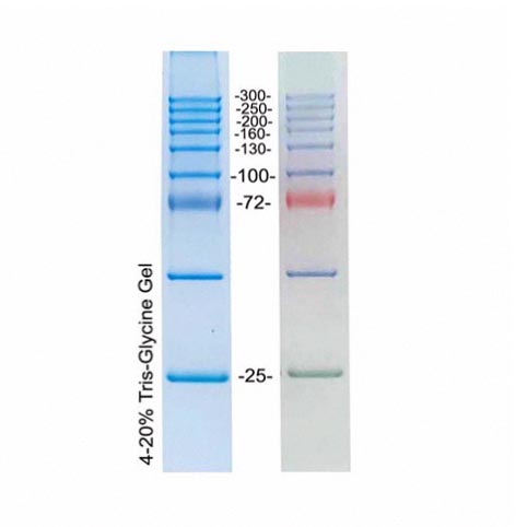 高分子量蛋白Marker(25～300kD，三色预染)