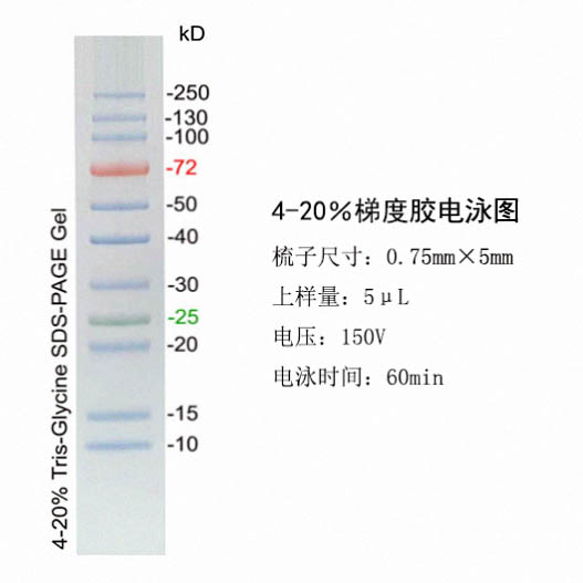 宽分子量蛋白Marker(10～250kD，三色预染)