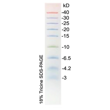 超低分子量蛋白Marker(3～40kD，彩虹预染)