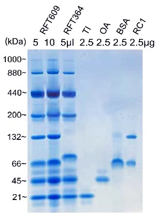 超高分子量非变性电泳蛋白Marker(21～1000kD)