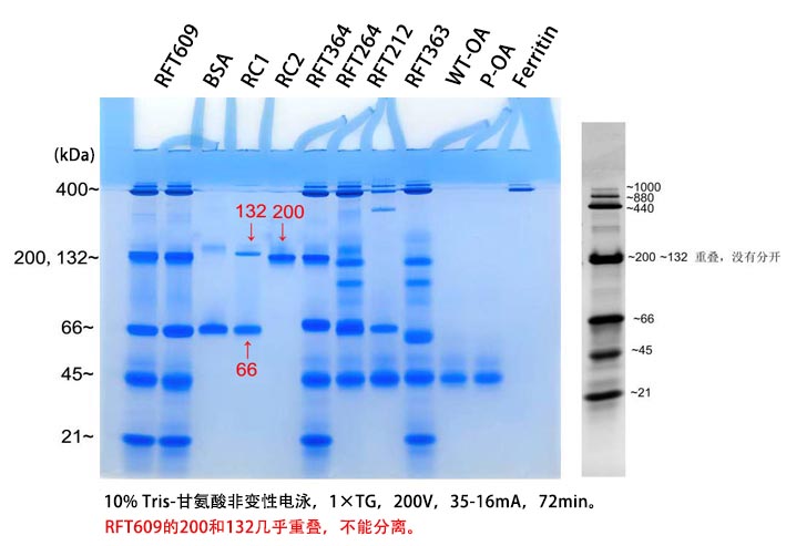 超高分子量非变性电泳蛋白Marker(21～1000kD)