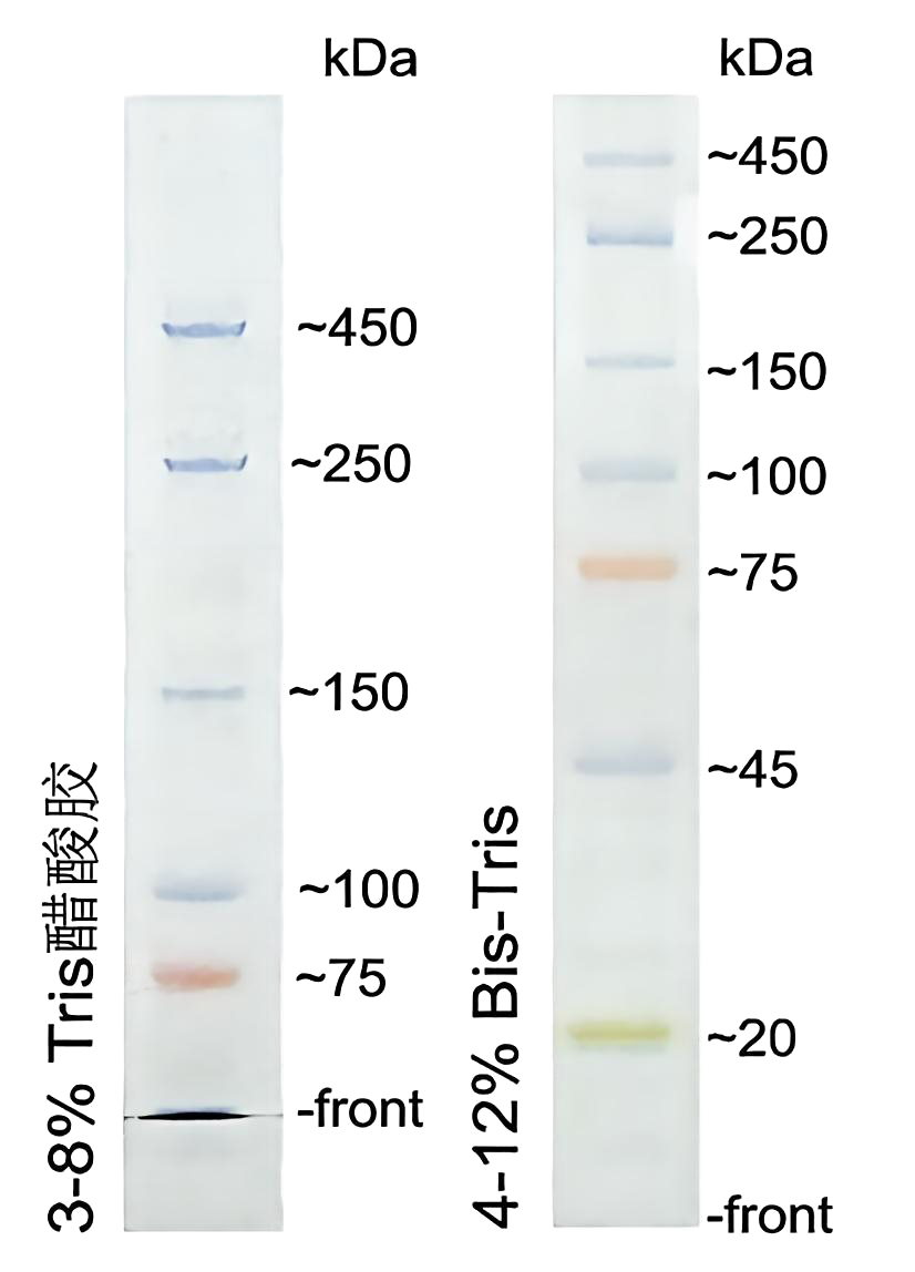 三色预染高分子量蛋白Marker(20～450kDa)条带图