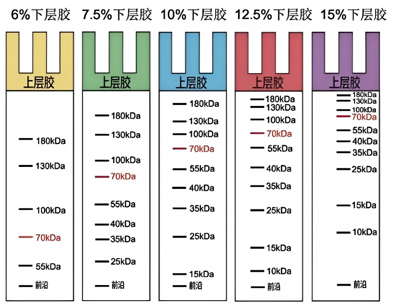 一步法彩色PAGE胶快速制备试剂盒(6%下层胶，黄色上层胶)
