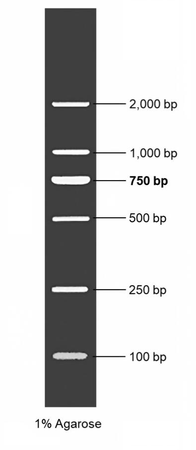 DL2000 DNA Ladder