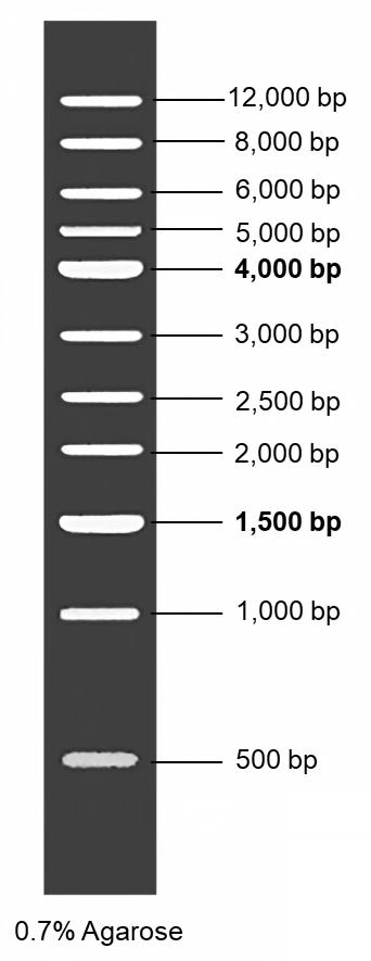 1kb DNA Ladder 1kb DNA Ladder