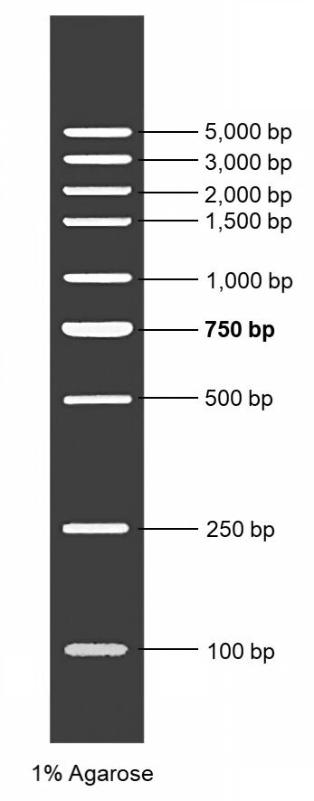1kb DNA Ladder