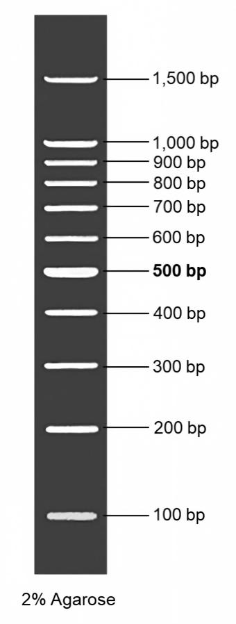 1kb DNA Ladder