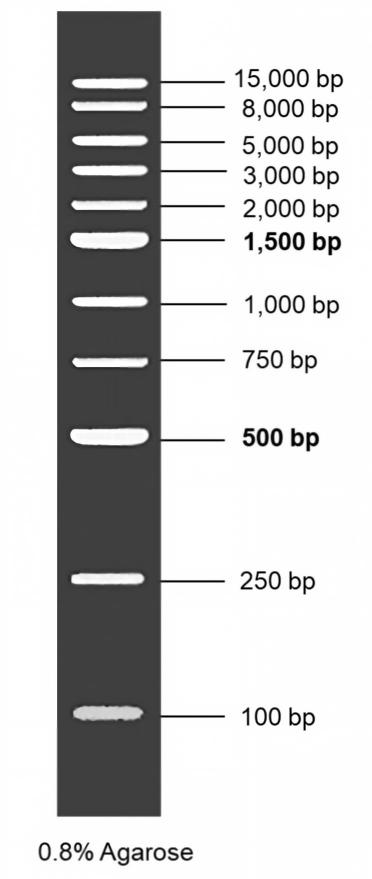 1kb DNA Ladder
