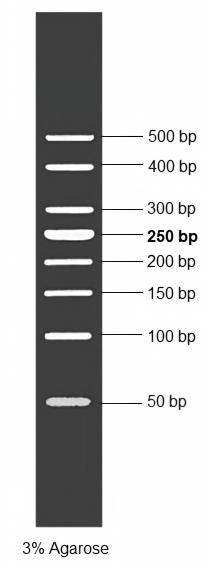 1kb DNA Ladder