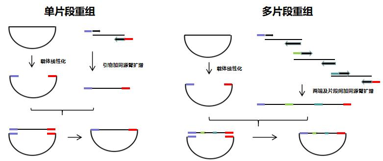 一步法无缝克隆试剂盒