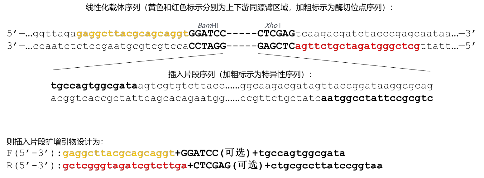 一步法无缝克隆试剂盒