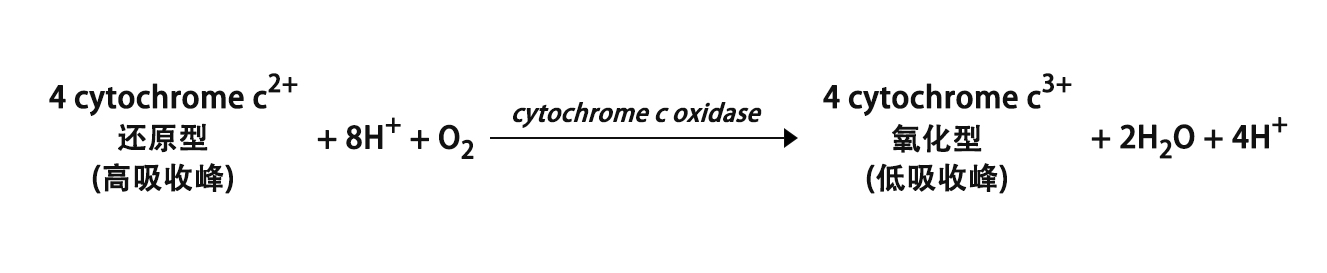 细胞色素C氧化酶活性测试盒(生化法)